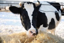 Жители Павлодарской области готовы зарезать свой скот, чтобы выжить