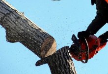 В Павлодаре ради новой дороги намерены уничтожить 19 тысяч деревьев