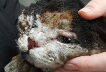 В Нур-Султане живодеры заклеили глаза коту и бросили его в огонь