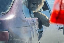 Лев прокатился в салоне автомобиля по улицам Караганды