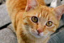 Кошка два дня прожила замурованной в стену