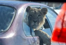 Лев в машине: в Минэкологии выяснили кому принадлежит животное