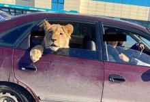 Лев в автомобиле: в Караганде оштрафовали таксиста