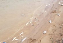 Массовая гибель рыбы произошла на реке Бадам в Туркестанской области