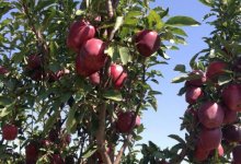 Возрождают яблоневые сады