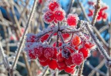 Сильные морозы ударят в некоторых областях Казахстана 13-15 марта