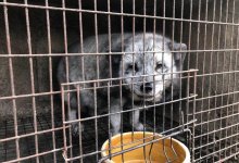 В Китае нашли очаг новых возможных вирусов и страшных заболеваний