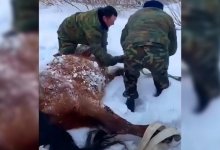 Курсанты МЧС Казахстана спасли замерзшую лошадь от гибели