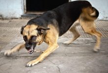 Женщина лишилась руки после нападения своей собаки в Карагандинской области