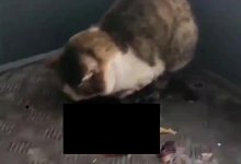 Живодер проломил кошке череп в Нур-Султане