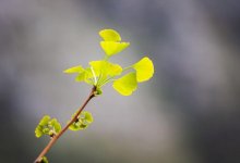 В КазНУ высадили аллею деревьев