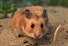 Казахстанскую вакцину против КВИ тестировали на макаках и сирийских хомячках