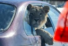 Лев в машине: в Минэкологии выяснили, кому принадлежит животное