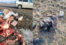 Житель ВКО зарезал скотину и выбросил мясо на трассе