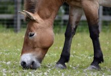 В Казахстане лошадь внесли в Красную книгу