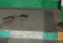 Рассадники инфекций: крысы "захватили" многоэтажку в Темиртау и напугали Казнет