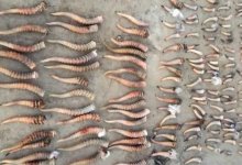 Трое казахстанцев попались на продаже почти 300 рогов сайгаков