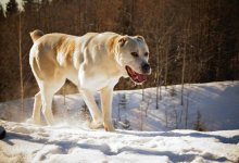В Нур-Султане алабай напал на пожилую женщину