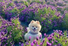 Это надо видеть: в Южной Корее обычную деревню превратили в локацию для фотографий