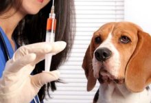 Казахстанские ученые создают новую вакцину от коронавируса