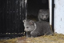 Зоопарк Алматы объявил конкурс на имена для новорожденных медвежат