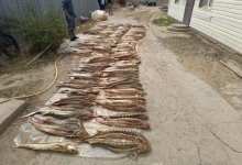 В пригороде Атырау незаконно хранили почти тонну осетра