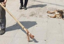 Алматинец избил собаку до полусмерти на глазах у соседей