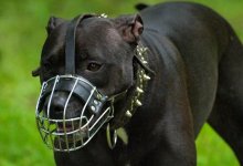 В полиции Нур-Султана разъяснили, на каких собак надо надевать намордники