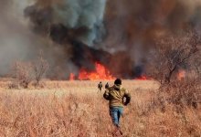 Пожар охватил огромную площадь с лесами и камышом в Алматинской области