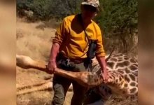 Убили жирафа: в Сети появилось видео с казахстанцем, хвастающим редким трофеем