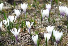 Во сколько обойдется казахстанцам незаконный сбор подснежников