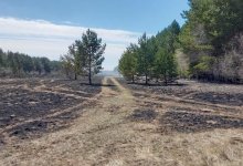 Лесной пожар наконец потушен в Павлодарской области