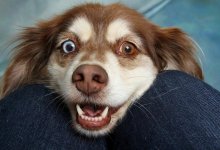 Хотите долго жить? Заведите себе собаку