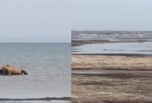 Десятки туш верблюдов обнаружили на берегу Каспия