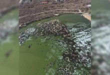 Озеро в центре Караганды превратилось в болото. Жители бьют тревогу