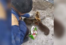 Бывший заключенный стал лучшим другом бездомных кошек и собак в Павлодаре