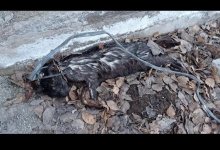 В парке Нур-Султана нашли несколько задушенных проволокой кошек