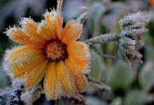 Заморозки ожидаются в первый день мая на севере и западе Казахстана