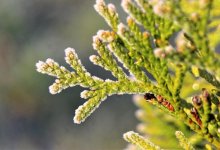 Заморозки, бури и грозы прогнозируют на 2 мая в Казахстане