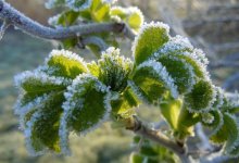 Заморозки ожидаются в трех областях Казахстана