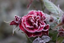 Штормовое предупреждение: в центре и на севере Казахстана 4 мая будут заморозки