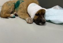 Отрезали уши и отодрали кожу с головы: алматинцы поиздевались над беззащитным щенком