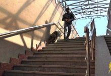 Собака нашла пропавшего подростка в Алматы