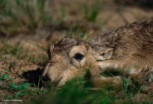 Сакен Дилдахмет о работе инспекторов: "Этих ребят и сайгаков убивает самый страшный вирус - коррупция"
