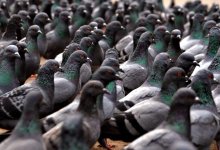 Два десятка голубей умерли на глазах алматинцев