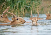 Сайгаки объедают домашний скот - казахстанские фермеры