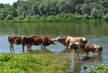 В ЗКО фермерам негде пасти скот. Виноваты коммерсанты