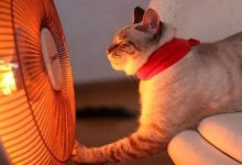 В Казахстане будут жаркие выходные