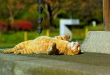 Сильную жару и бури прогнозируют в Казахстане 16 мая