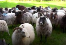 Бараны косят газон в парке самого красивого замка в Берлине